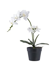 Orkidé - Kunstig plante, grøn/hivd H:49 cm