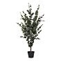 Eukalyptus Træ - Kunstig plante, grøn H:120 cm