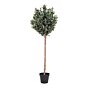 Oliventræ - Kunstig plante, grøn H:150 cm