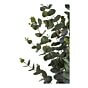 Eukalyptus Træ - Kunstig plante, grøn H:120 cm